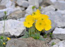 Alpine poppy